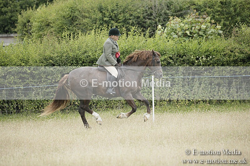 B230619-0980 - Bourne Valley Riding Club Summer Show 23/06/19