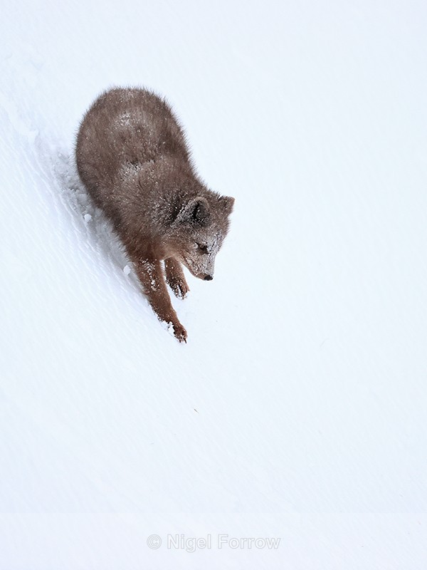 Arctic Fox slips down slope, Hornstrandir, Iceland - Arctic Fox