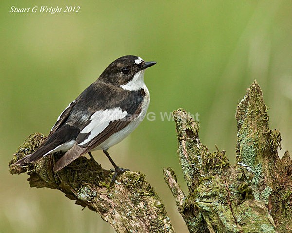 206 - Flycatchers, Redstarts & Stonechats