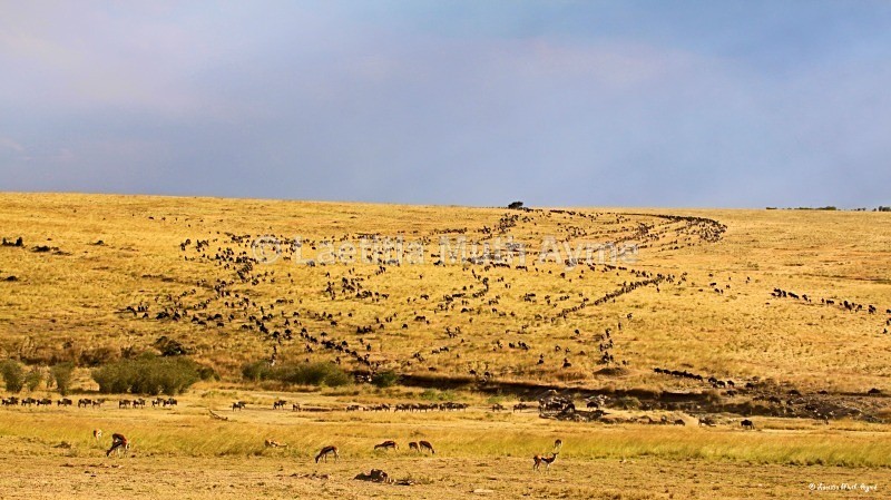 IMG_1227 Maasai Mara - Landscapes