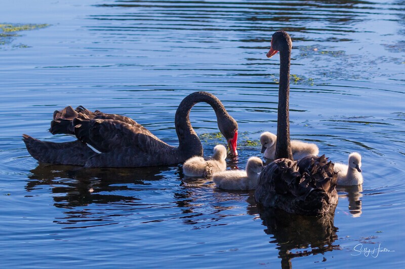 4 Family 0A3A6934 - Black Swans and cygnets