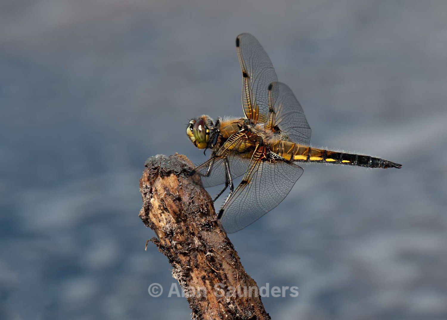 Four Spotted Chaser 1