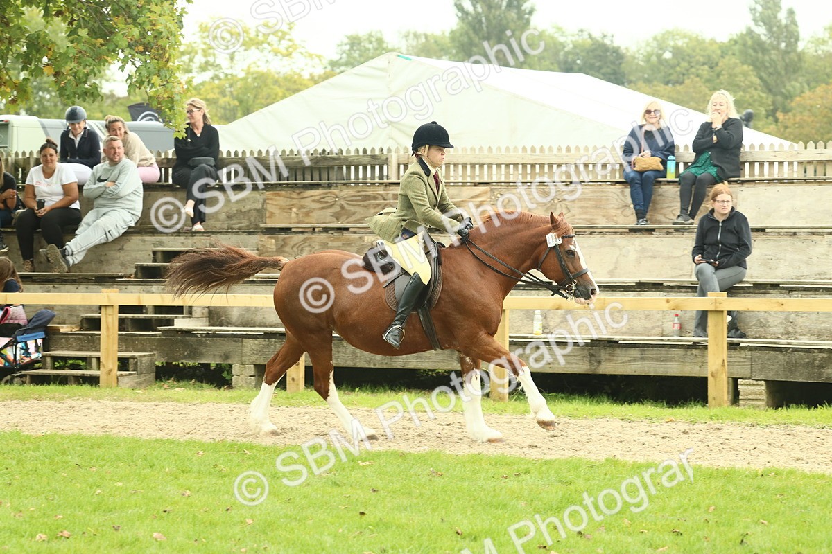 SBM_72131 - S60 - Mountain & Moorland Ridden Large Breeds