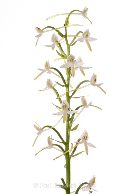  - WB: Orchids - Various