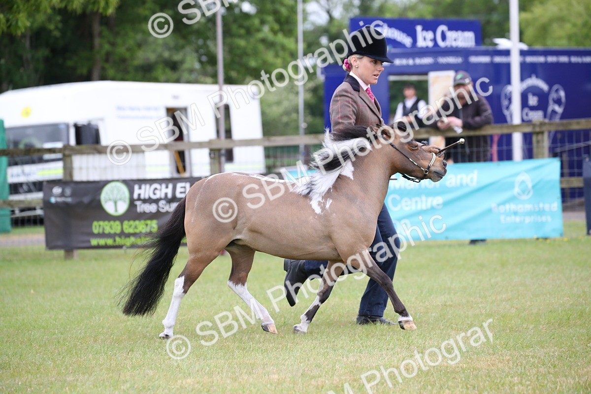 SBM_03909 - Class 23-25 - British Miniature Horse of the Year