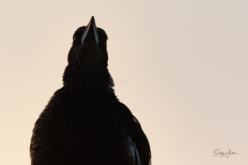 Up Close - Magpies