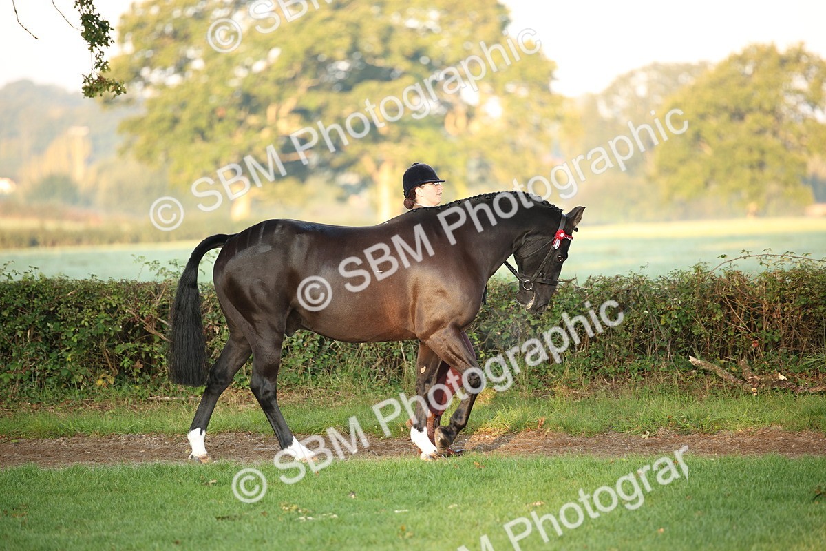 SBM_56800 - S49 - Riding Horse & Hack & Thoroughbred In Hand