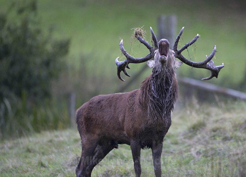 _H5X8896 Red Deer 'Rut' 2015 - New Deer Rut  2015