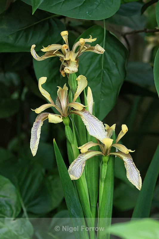 Stinking Iris flowers, Oxfordshire, UK - PLANTS