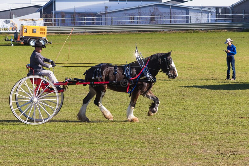 Harness Driving Challenge 29. 0A3A9484 - 2025 Senic Rim Clydesdale Spectacular