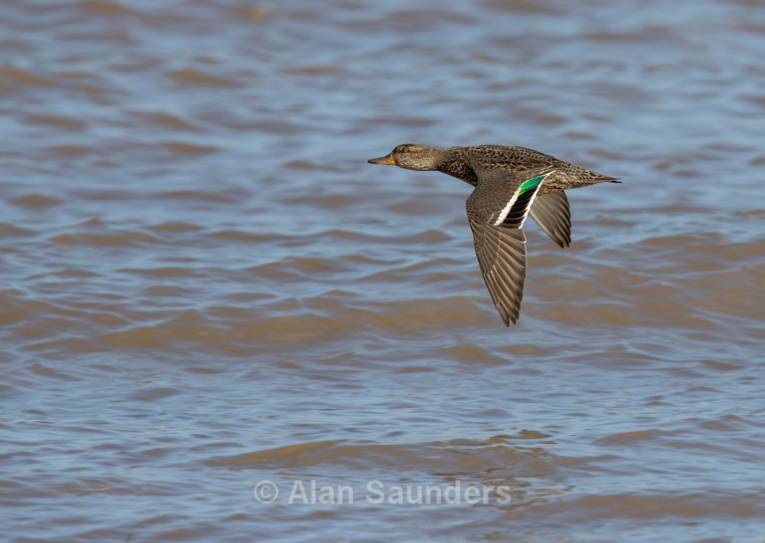 Eurasian Teal 1