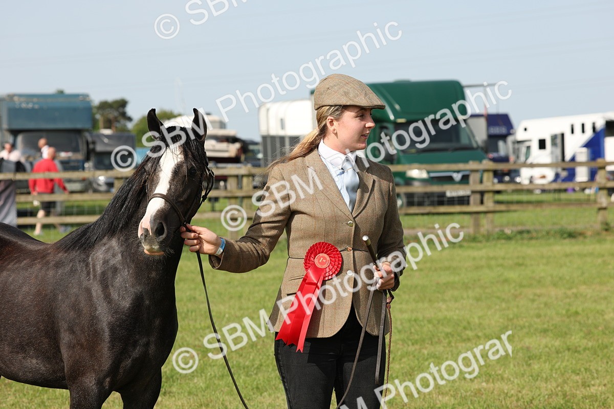 SBM_00713 - Class 6-13 - Mountatin and Moorland In Hand Welsh Breeds