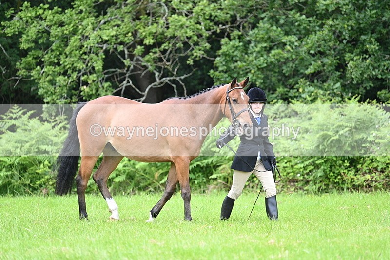 WJ7_3922 - Class 14A Handsome Gelding