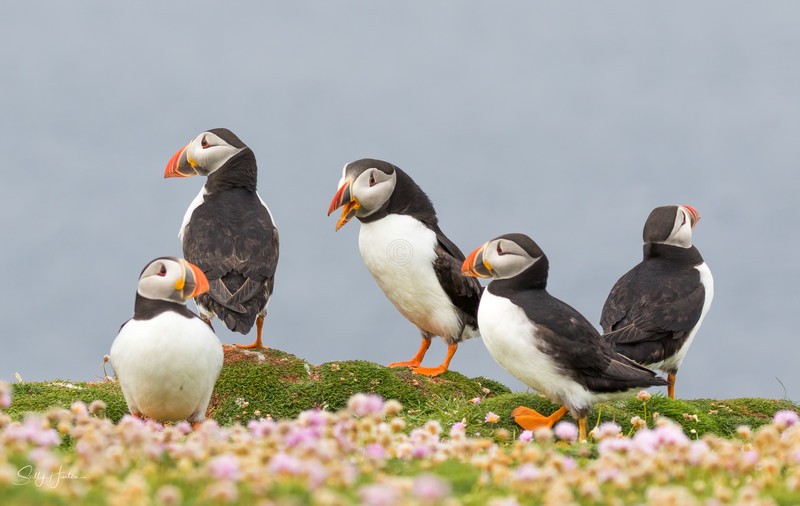 Puffen Group 3 - Puffins
