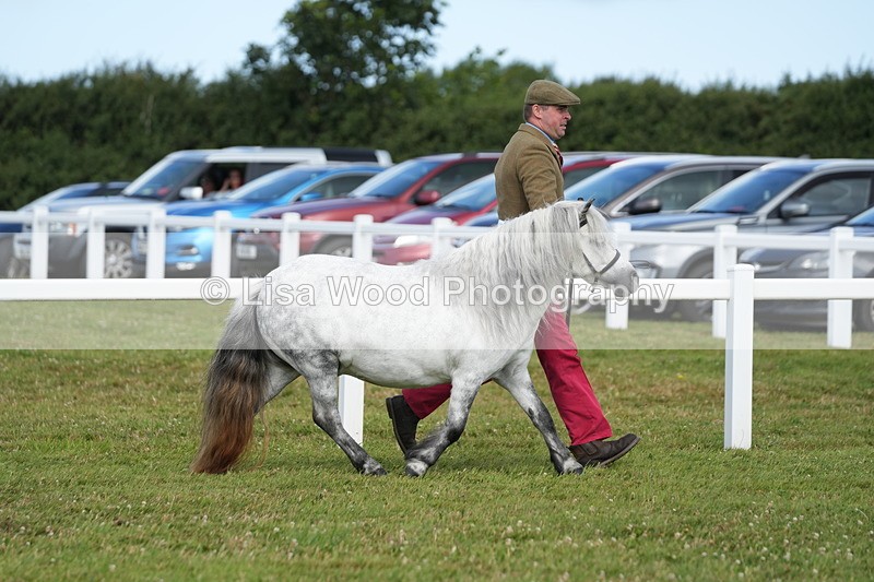 DSC05397 - Class 49: NPS Shetland 4 years and over