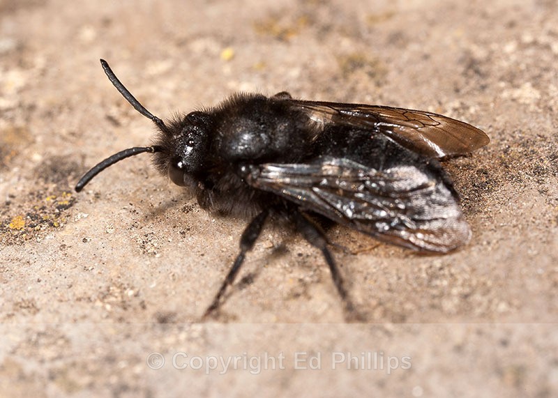 Melecta albifrons (f) - Melecta albifrons