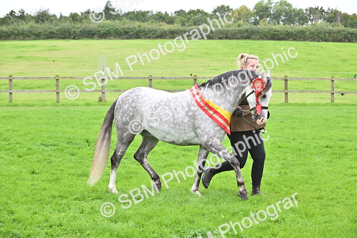 SBM_65068 - In Hand Pony & Younstock Supreme Championship