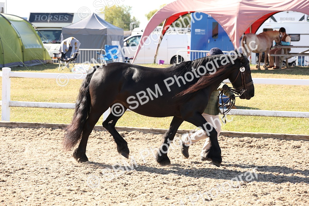 SBM_12905 - Class 206 - IH Non Show Type Pony