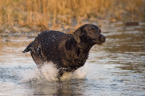 15 - Heney Gundogs