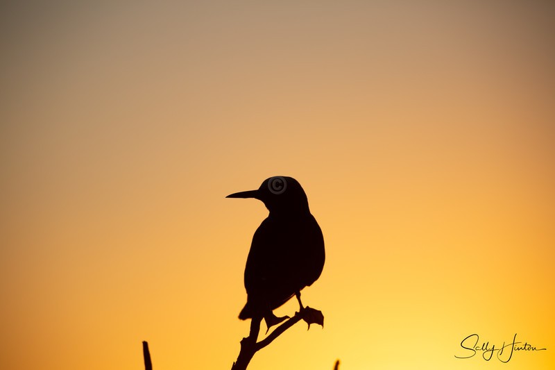 Noddy at Sunset
