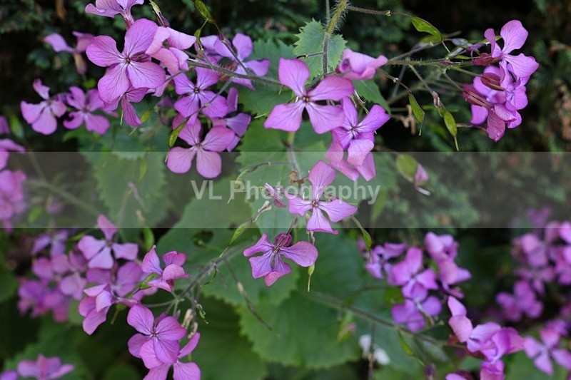 Honesty - Plants and Trees