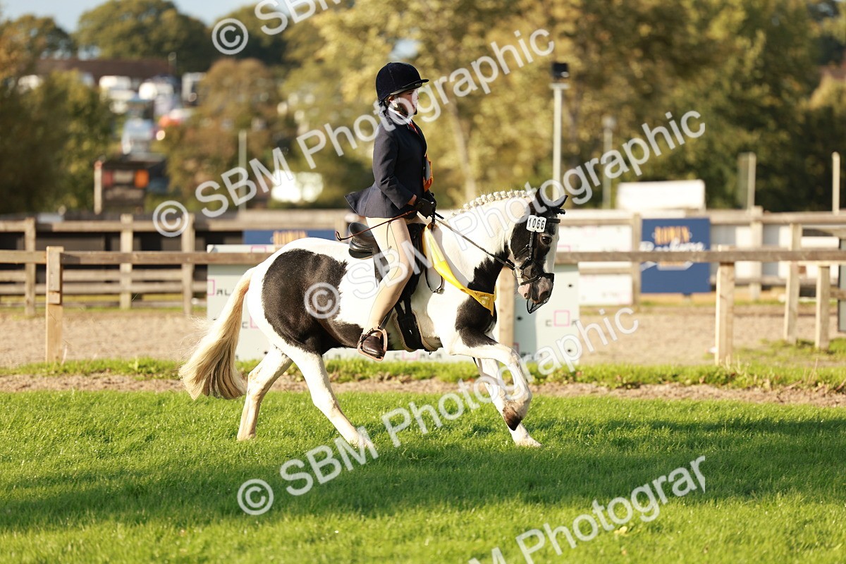 SBM_29289 - Novice & newcomer Supreme Championship