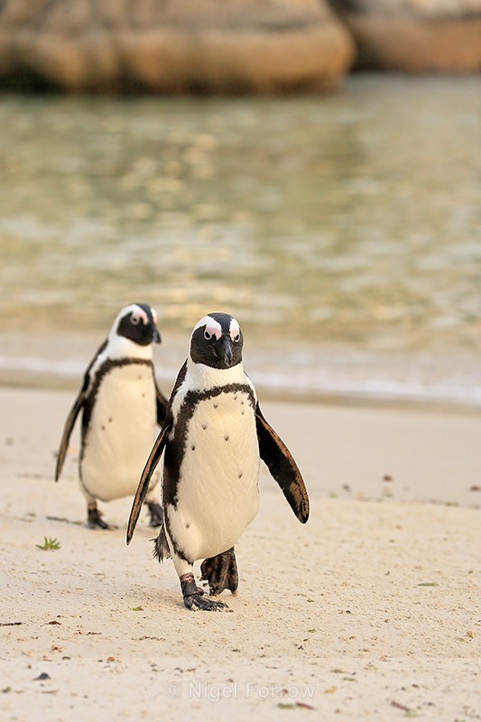 Two African Penguins, Boulders Beach, South Africa - African Penguin