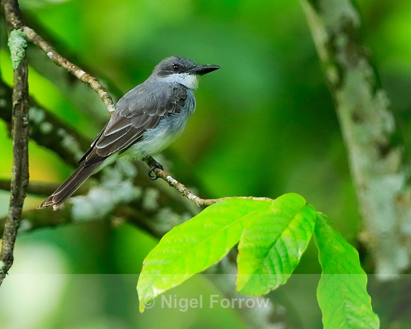Grey Kingbird, St Lucia - Grey Kingbird