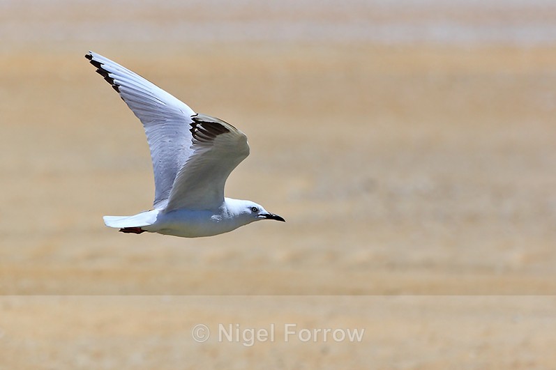Black-billed Gull in flight - Black-billed Gull