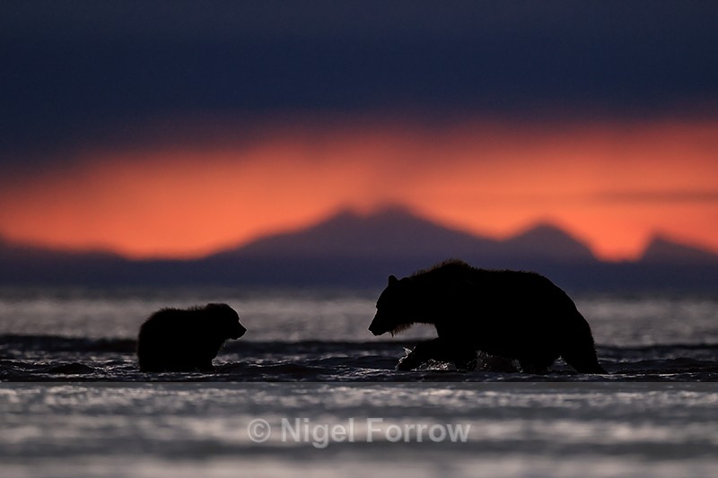 Grizzly Bear adult and cub silhouette, Lake Clark NP, Alaska - Brown Bear
