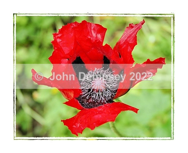 This Years Poppy F - Plants and Insects