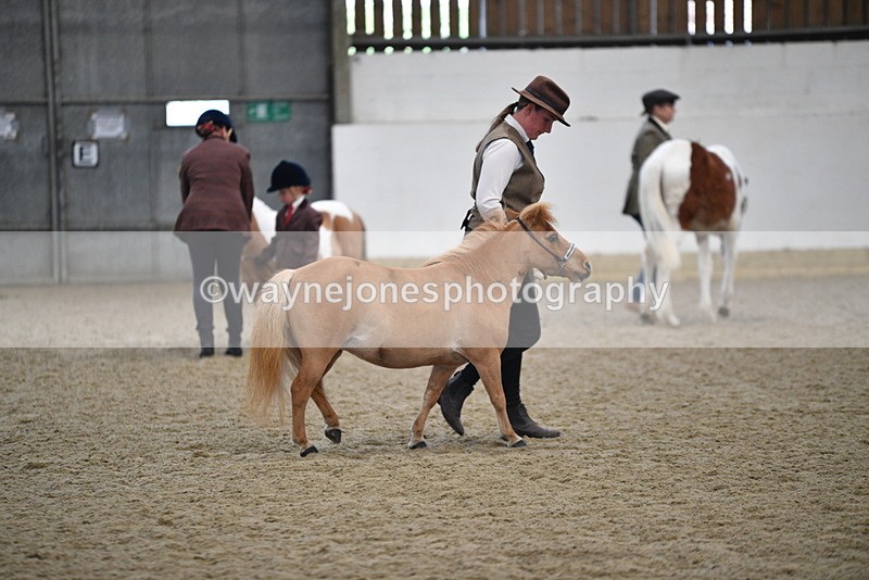 WJ5_4705 - Class 7 In hand coloured / odd coloured