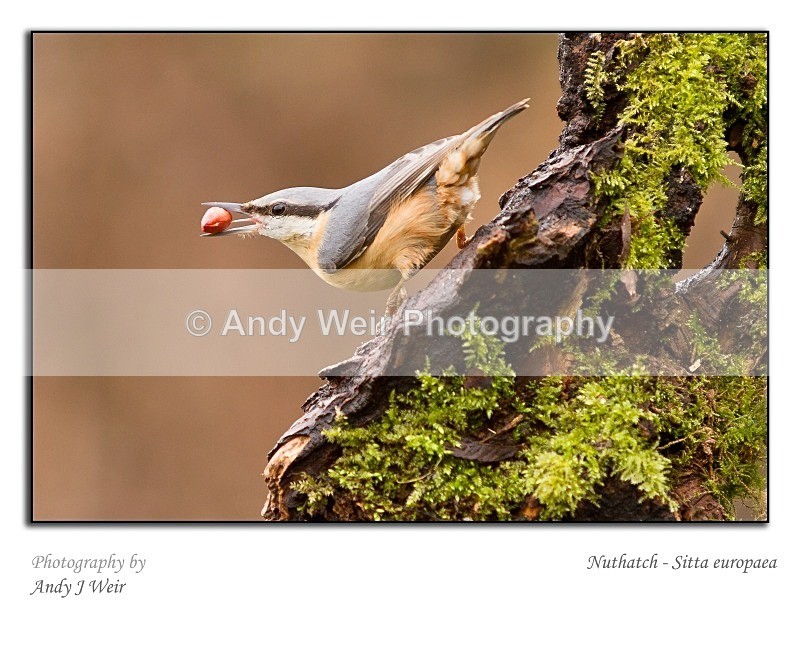 20120218-_MG_8774-967 - Nuthatch & Treecreepers