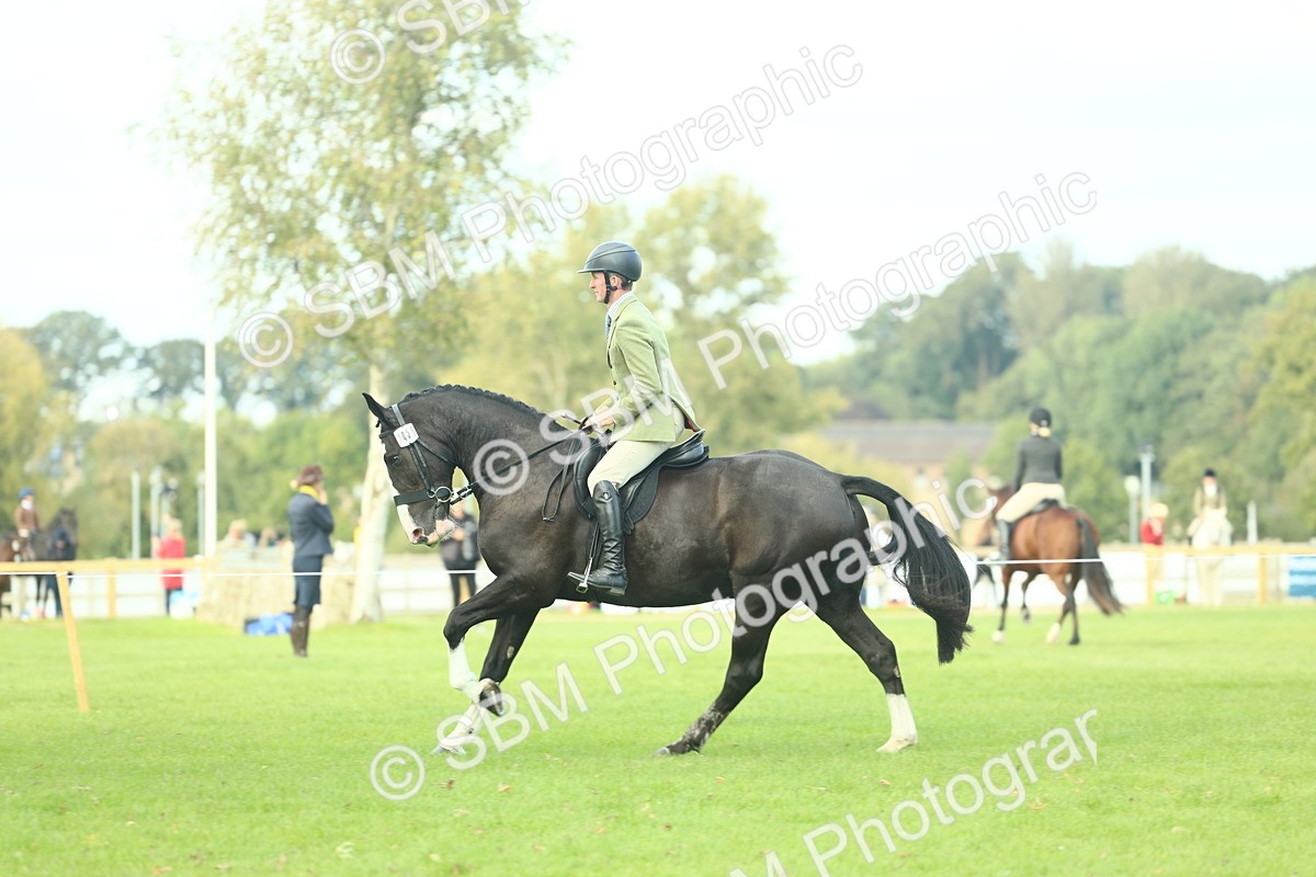 SBM_50757 - S33 - Working Hunter & Working Show Horse