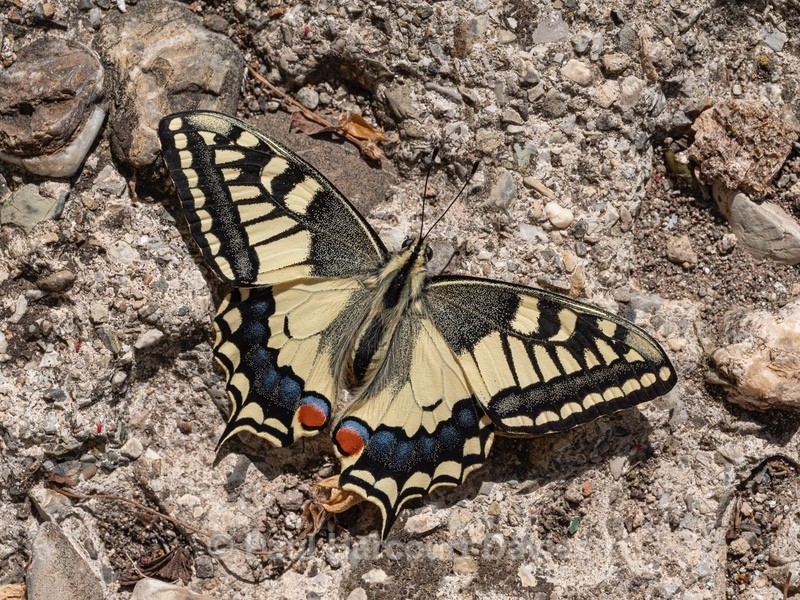 Common Swallowtail, (Papilio machaon)  - Ten Metres from Home 2021