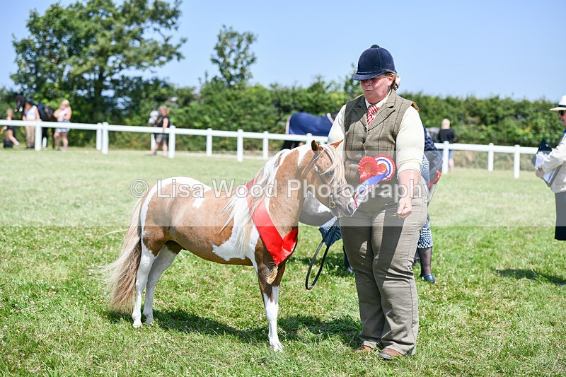 DSC_7288 - Miniature Horse Championship