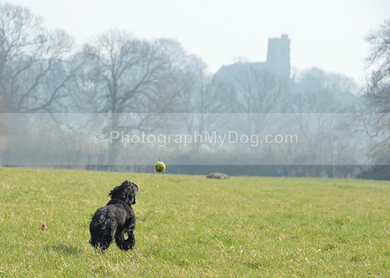  - Cocker Spaniels