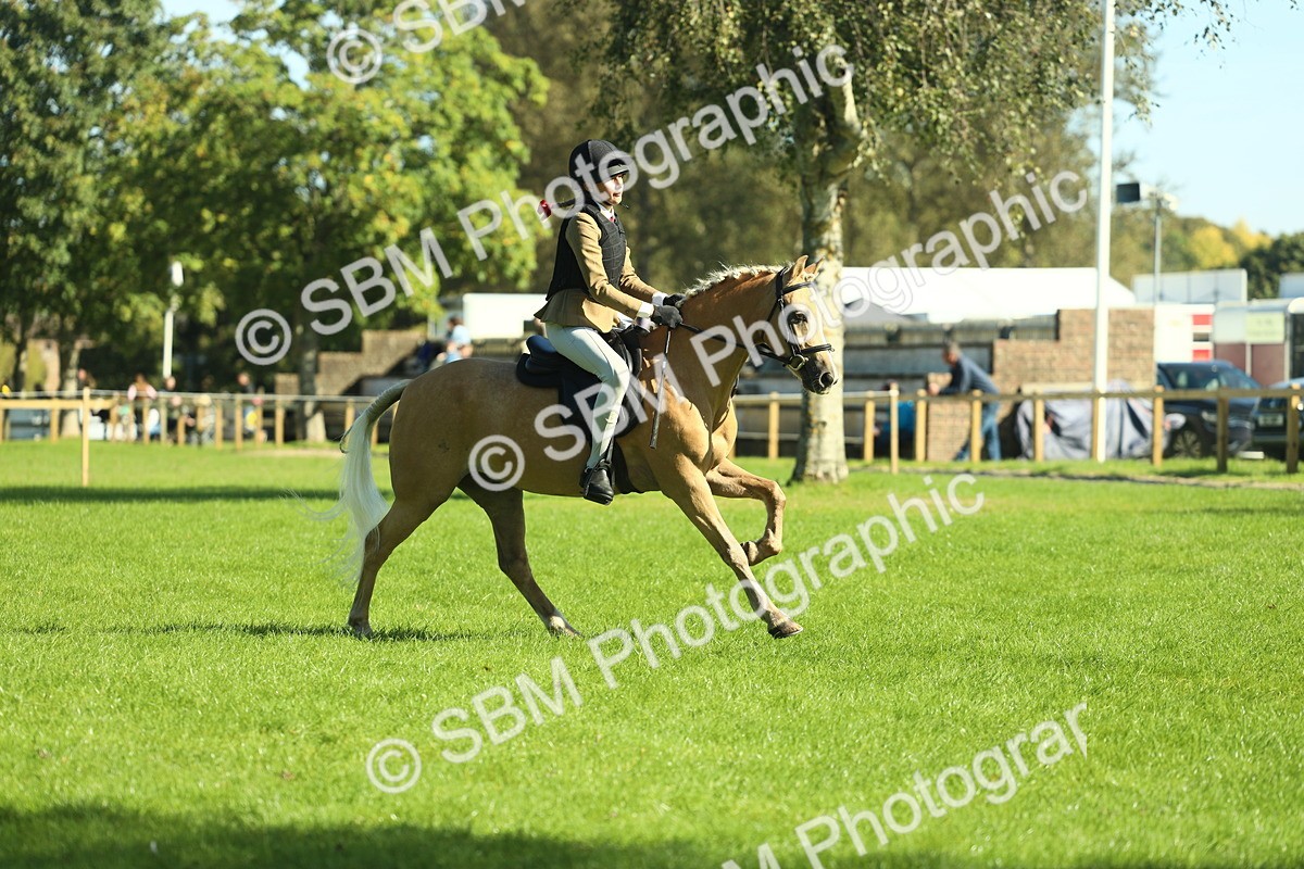 SBM_37476 - S29 - Novice & Newcomers Working Hunter Pony