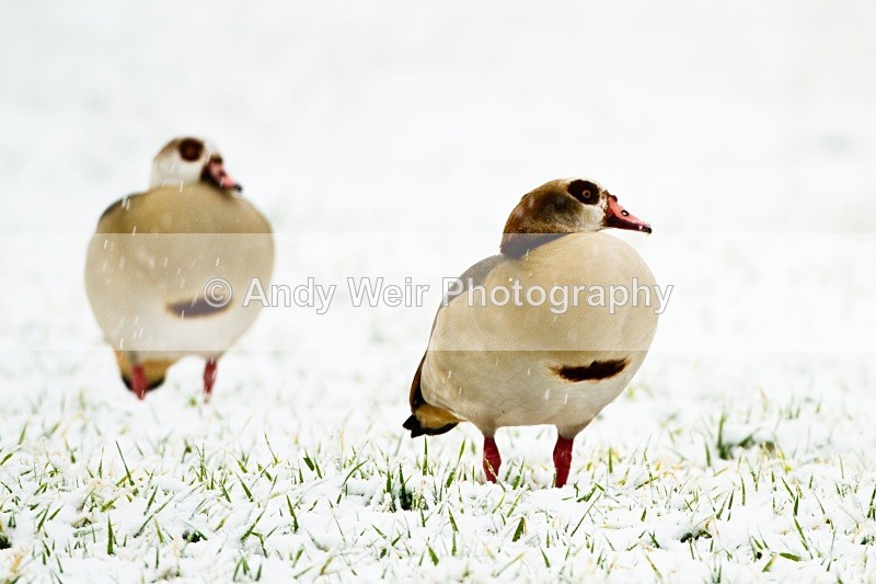20101129-3514 - Egyptian Goose
