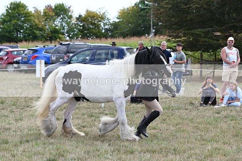 WJ6_6655 - Class 20 In-hand Cob
