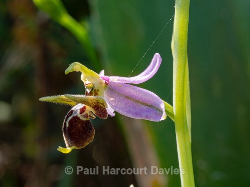 Horned Ophrys (Ophrys cornuta syn O. scolopax ssp cornuta) also  known as O.oestrifrea ssp montis-leonis  - Gargano - Wild Orchids