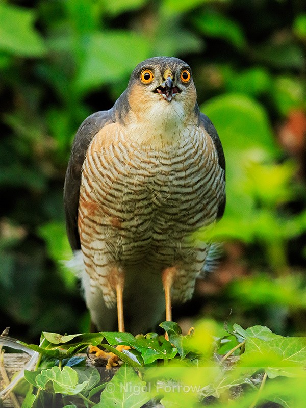 Sparrowhawk (male) eating prey, Abingdon - Sparrowhawk