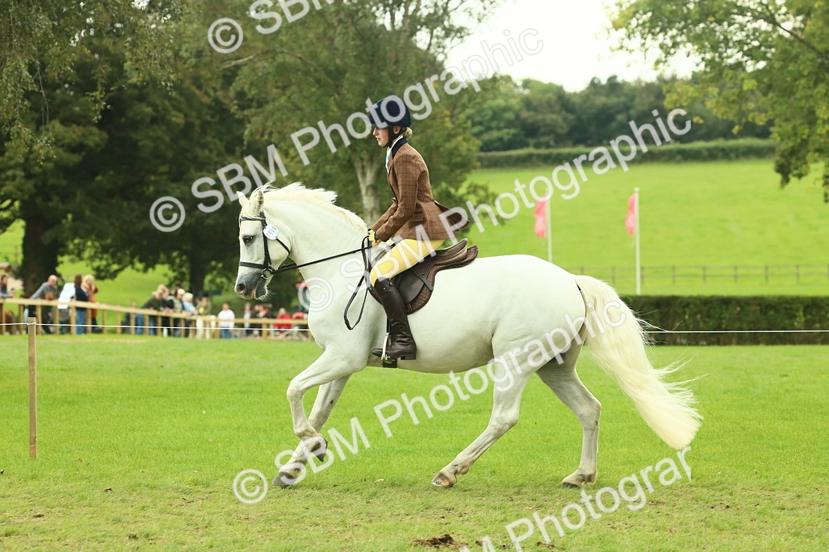 SBM_72178 - S60 - Mountain & Moorland Ridden Large Breeds