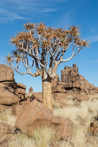 Quiver Tree - Namibia