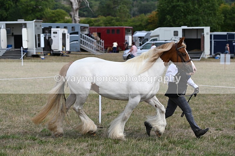 WJ6_6539 - Class 20 In-hand Cob