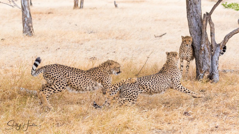Cheetahs Playing 1
