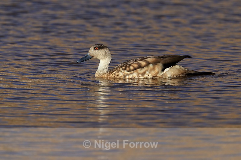 Crested Duck, side view, Chile - Crested Duck