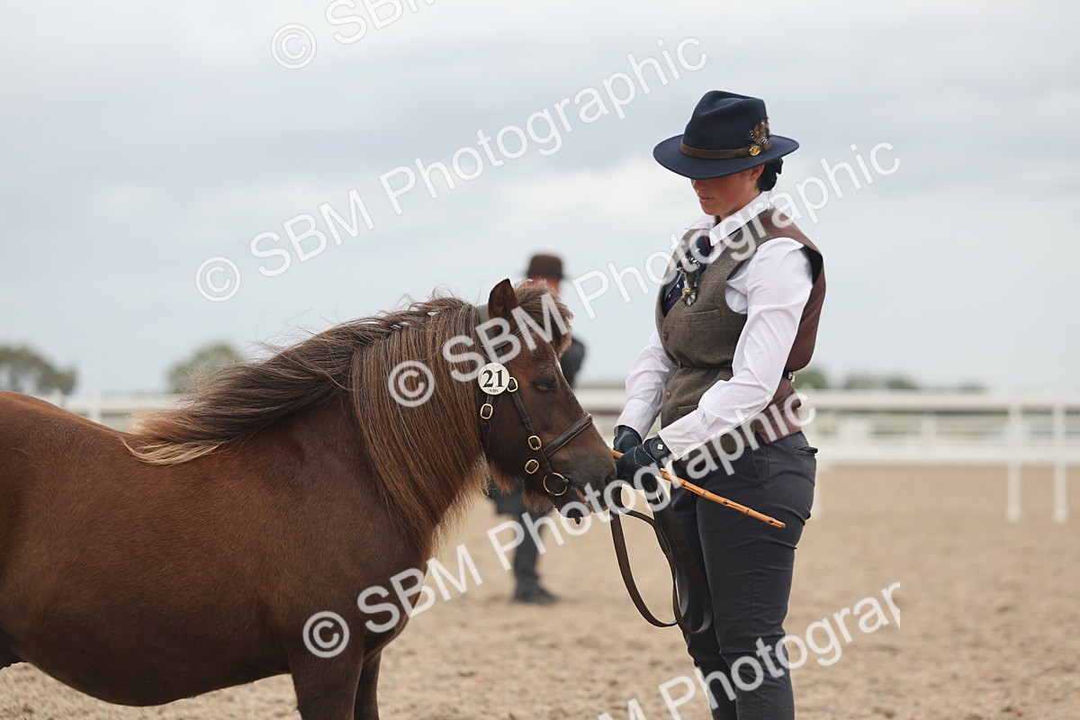 SBM_19324 - Class 317 - IH Pure Bred Horse-Pony
