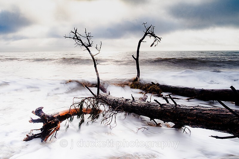 Fallen Trees in the Ocean