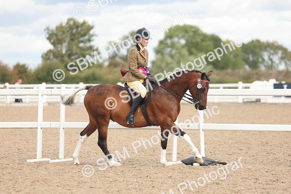 SBM_14704 - Class 307 - Ridden Coloured Pony